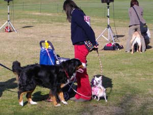 わんこがいっぱいでした