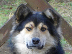 凄みのある顔になってます 凄みのある顔になってます