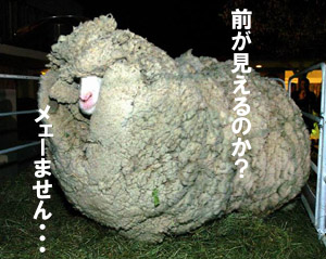 6年毛刈らなかった羊さん 6年毛刈らなかった羊さん