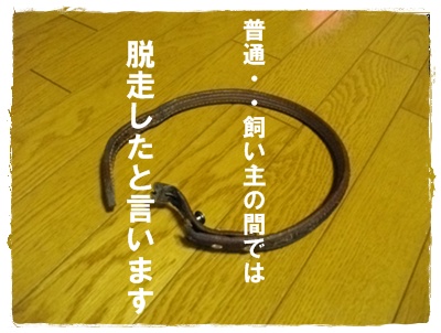 それは一人でお散歩ではなくて・・ それは一人でお散歩ではなくて・・