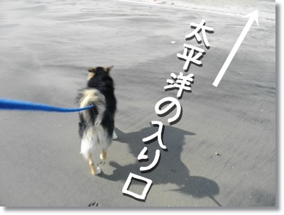 221119 コロスケ頑張れっ