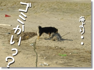221121 波よりゴミがお気に入りなお年頃?