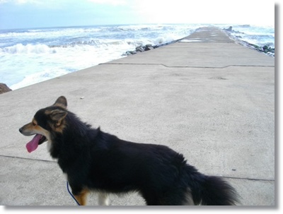 221125 どうよ、コロスケ