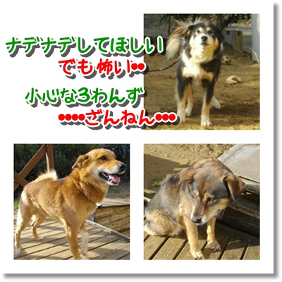 20110107 決して二本足で歩く仲間が嫌いなのではなく