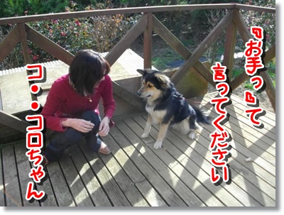 IMGP2729 最近フレンドリーなコロスケ